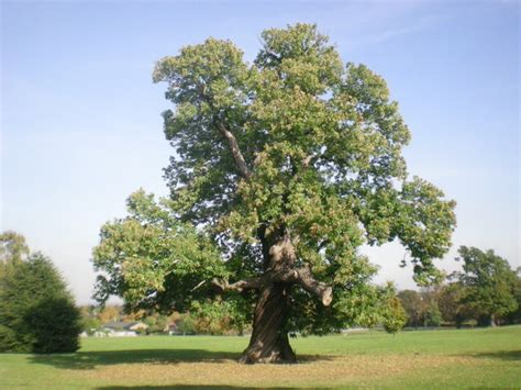 Chestnut | Diseases and Pests, Description, Uses, Propagation