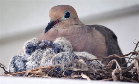 Mourning Dove with Babies - Birds and Blooms