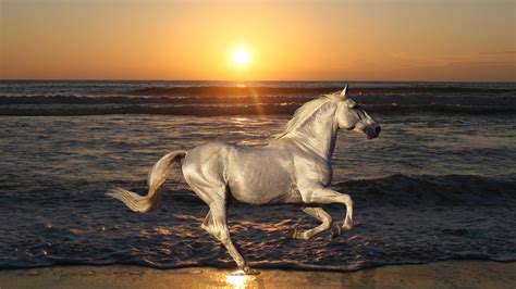 🔥 [90+] Horses on Beach Wallpapers | WallpaperSafari