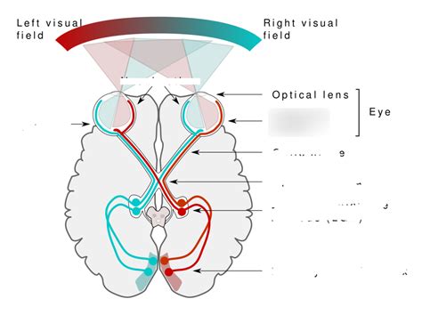 Visual Pathway Diagram | Quizlet