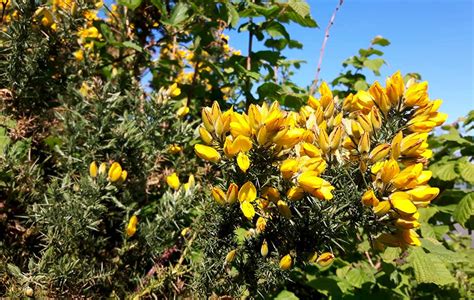 Gorse: Foraging for culinary and medicinal use - BritishLocalFood