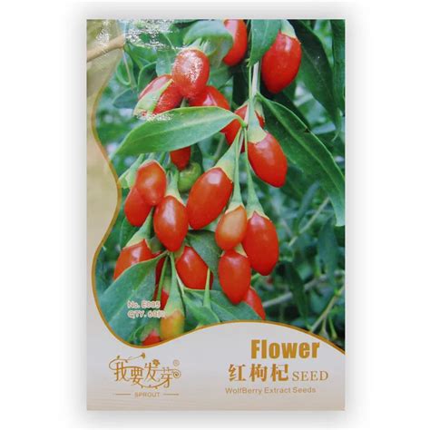 Original Pack Red Wolfberry Extract Seeds Balcony WolfBerry Bonsai ...