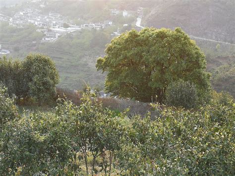 The origin of tea trees – TeaBar