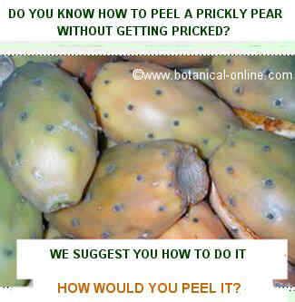 Prickly pear recipes – Botanical online