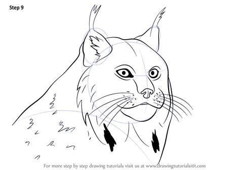 Learn How to Draw a Canada Lynx Face (Wild Animals) Step by Step : Drawing Tutorials