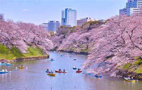 The Best Spots to See Cherry Blossoms in Tokyo - GaijinPot Travel