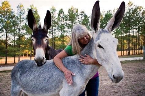 17 Best images about Mules and Donkeys on Pinterest | Carbon copy, Ca ...