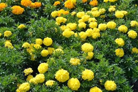 Yellow Marigold Annual Flower - Green Thumb Advice