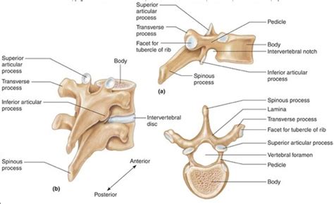 Pedicle Anatomy - Anatomical Charts & Posters