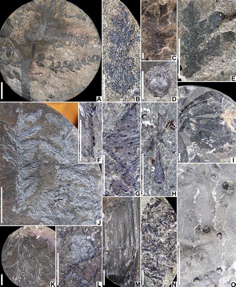 Triassic fossils from PHKB-1 (A, B, D–H, K–O) and CCC-27 (C, I) wells ...