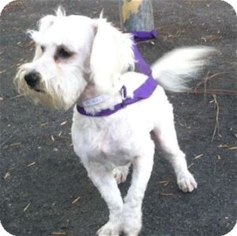 Tammy | Adopted Dog | Redondo Beach, CA | Schnauzer (Miniature)/Maltese Mix