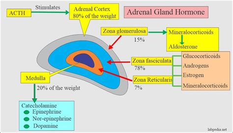 Adrenal Gland Hormones Interpretation, (Cortisol and Aldosterone ...