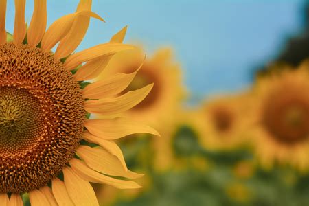 Free download image of Sunflower side view | Pixlfree