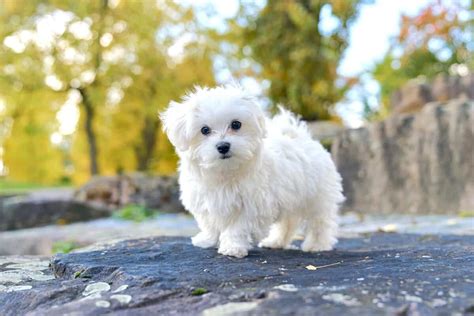 Teacup Maltese: A Complete Guide to This Miniature Pooch