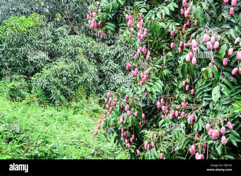 Fruits in Cameroon Stock Photo: 86466136 - Alamy