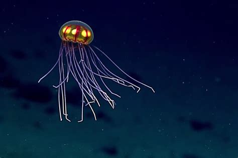 Watch creatures of the abyss in Earth's deepest ocean trench | New Scientist