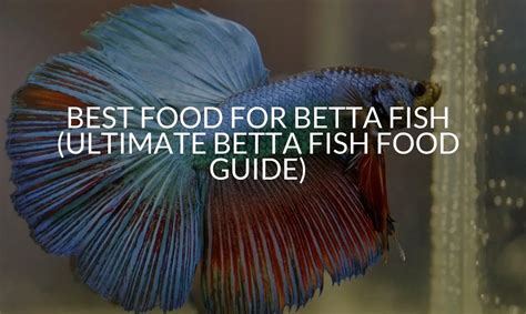 Best Food For Betta Fish (Ultimate Betta Fish Food Guide)