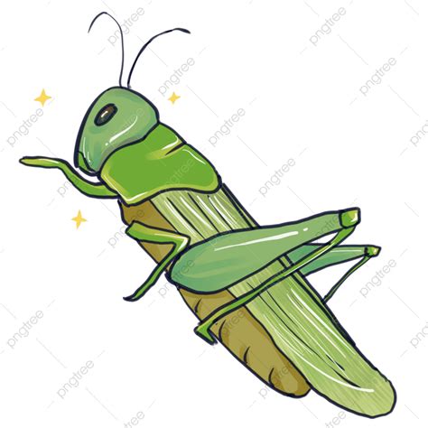 Grasshoppers Hd Transparent, Grasshopper, Green, Insect, Hand Draw PNG Image For Free Download