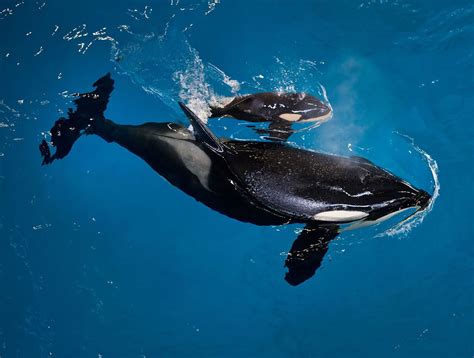 Baby orca: Final killer whale bred in captivity at Seaworld is born in ...