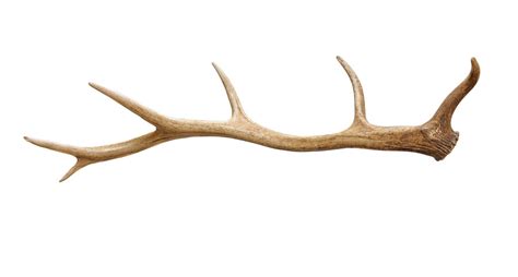 Elk Antler Drawing | Free download on ClipArtMag