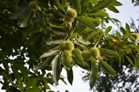 bug, shell spicy, nature, chestnut, tree, shell thorny, fruit chestnut ...