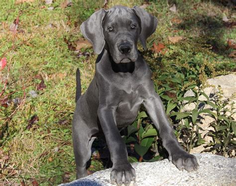 Main, New England & Florida's Premier Blue & Black Great Dane Breeders