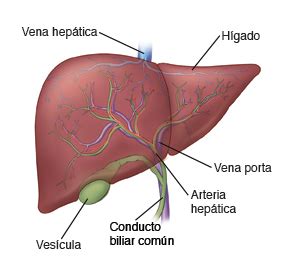 LAS PARTES DEL CUERPO : EL HIGADO