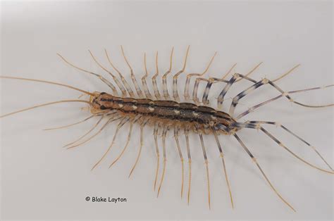 House Centipede, No. 29 | Mississippi State University Extension Service