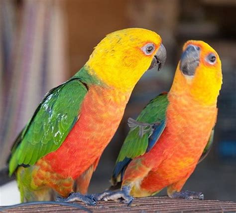 10 Intelligent and Friendly Pet Parrot Species | Parrot, Periquito ...