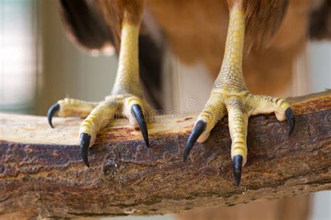 Eagle Claws Royalty Free Stock Photo - Image: 31082855