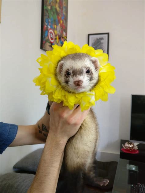 21 Cute Ferret Photos That Will Make You Smile – The Modern Ferret