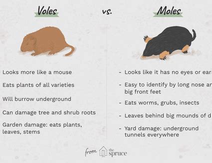 How to Keep Voles Out of Your Yard