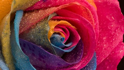 Rainbow Roses Wallpaper (48+ images)