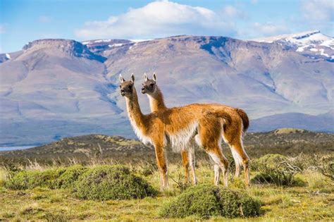 South America - Plains, Agriculture, Wildlife | Britannica