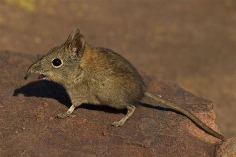 Elephant shrew - Alchetron, The Free Social Encyclopedia