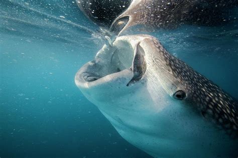 Whale Shark Feeding Photograph by Science Photo Library - Pixels