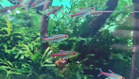 Glowlight Tetra: Complete Care Guide - Setup Fish Tank