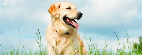 10 Yellow Dog Breeds You’ll Want to Welcome Home ASAP