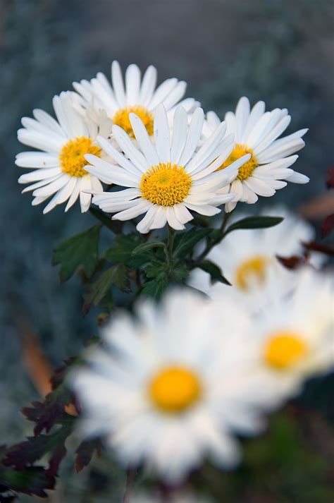 White Flowers Desktop Wallpapers | Best Flower Site