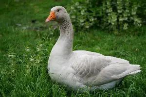 Guide to Goose Breeds - List Of All Domestic Breeds of Geese in US