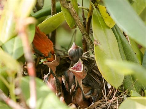 Cardinal Nesting (Behavior, Eggs, Location + FAQs) | Birdfact