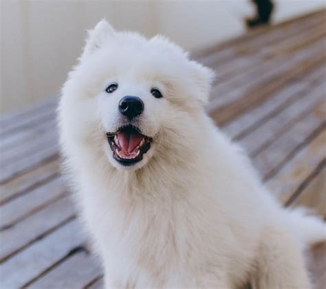 40+ Fluffy Dog Breeds That'll Melt Your Heart (Small, Medium, and Large) - Woof! It's Zelda