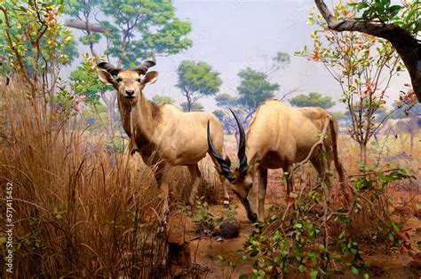 Giant Eland in Museum of Natural History Stock Photo | Adobe Stock