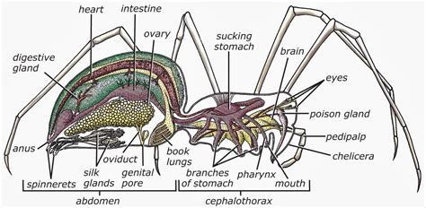 King's Christian School Biology: Subphylum Chelicerata: Class Arachnida