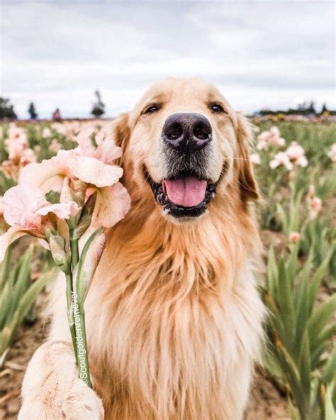 April showers bring dogs with flowers – Artofit