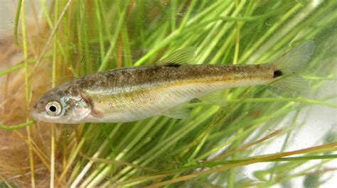 Minnow Fish - Profile | Traits | Food | Care | Size | Eggs | Baits - SeaFish