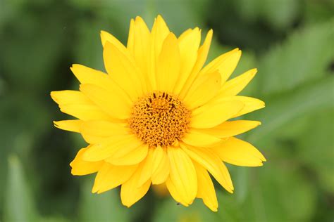 File:A yellow flower in late summer.JPG