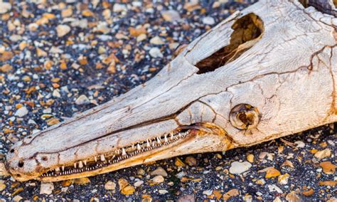 Alligator Gar Teeth: Everything You Need To Know - A-Z Animals