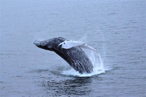 Reykjavik Whale Watching Tour - TripGuide Iceland