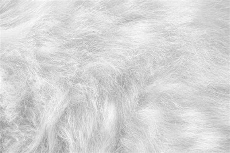 Grey Cat Fur Patterns Texture , Animal Skin Background Stock Image - Image of abstract, closeup ...